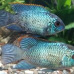 Наннакара в аквариуме