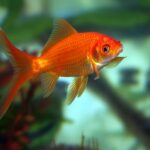 Рыбка комета