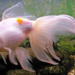 Вуалехвост