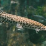 Акваріумна рибка щука: хижак у вашому акваріумі