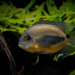 Акваріумна рибка Уару: Велич та грація підводного світу