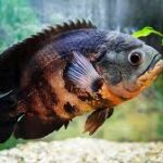 Акваріумні рибки астронотус: догляд, зміст та звички