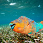 Цихліди папуги: секрети змісту та сумісності