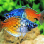 Акваріумна рибка райдужниця: зміст, догляд та розведення