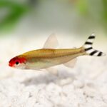 Родостомус: красивий і мирний мешканець вашого акваріума