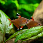 Все про харацинові рибки: ідеальні вихованці для вашого акваріума