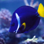 Жовтохвоста зебрасома: яскравий мешканець морських рифів