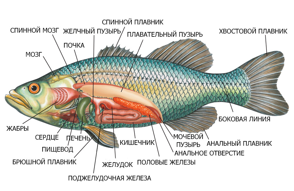 Особливості лабіринтового органу