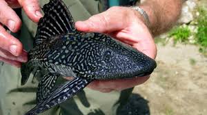 Плекостомус (Hypostomus plecostomus)