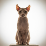 Кіт левкой: унікальна порода з незвичайною зовнішністю та характером