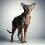 Орієнтал: Елегантність, Інтелект та Невтомна Енергія