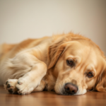 Як зрозуміти, що в собаки болить живіт: ознаки, причини та дії