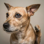 Як зняти свербіж у собаки в домашніх умовах: ефективні методи та поради