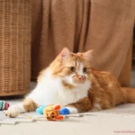 Счастлив кот — счастлив хозяин: игрушки, которые спасут ваш диван