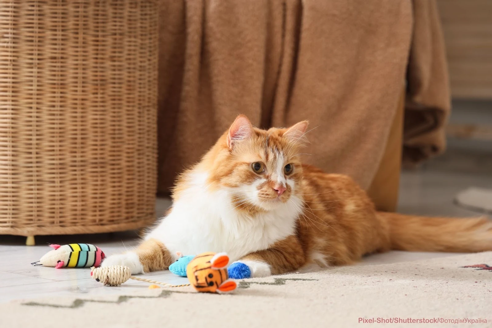 Счастлив кот — счастлив хозяин: игрушки, которые спасут ваш диван